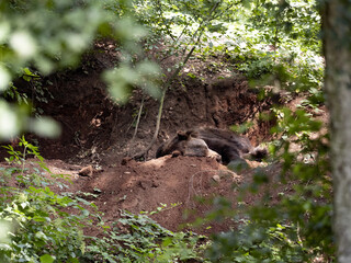 European Brown Bear, Ursus Arctos Arctos, sleeping in front of your lumb