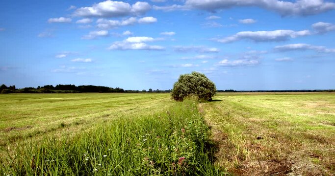 Unmown area between mowed grasslands. Lush grass, flowers and tree versus short mowed grass. Bagno Pulwy, Poland, Europe.