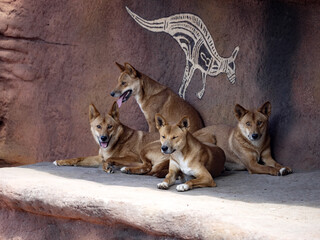 Small Bottom Dingo, Canis Dingo, in front of caves with indigenous drawing