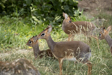 Small herd of Kirk's' Dikdik, Madoqua Kirkii, hiding in tall grass