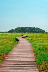 Fototapeta na wymiar A picturesque wooden walking path through a swamp with tall grass in summer.Quiet Nature Trail, beautiful landscape
