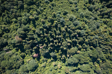 Skole Beskids National Nature Park. Closeup view from drone on forest, mountain. Wallpaper, texture
