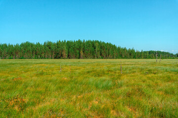 Forest meadow with tall grass, picturesque summer landscape