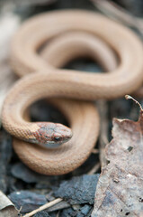 Red-Bellied Snake curled up