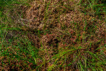 Natural natural background, moss and small grass in the swamp