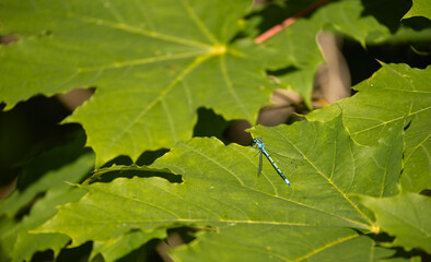 Broad green maple leaves with a small blue dragonfly on them. Selective focus on an object. Common semi-aquatic inhabitants, outdoors, wildlife, graphic resources.