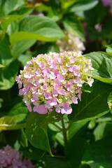 French hydrangea