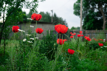 red poppy flowers in cloudy weather in the garden
