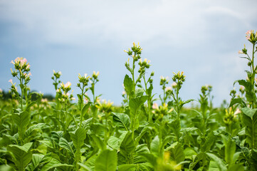 Production of nicotine-containing tobacco for cigarettes. Green field of tobacco