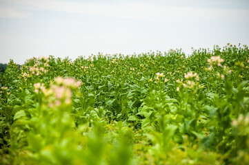 Green tobacco plantation in the field.