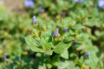 Prostrate bellflower