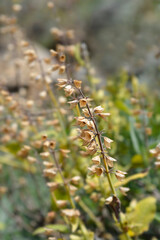Common sage