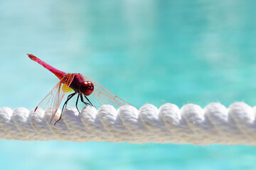 Red dragonfly