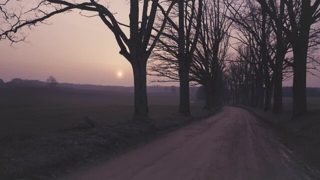 Walk along the mystical oak alley by the field against the backdrop of sunset in spring. Outlines of large oak trees by the road between the trees. Gauja National Park. Latvia