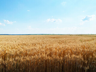 Wheat field under the blue sky devided by forest line