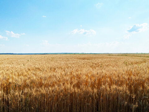 Wheat field under the blue sky devided by forest line