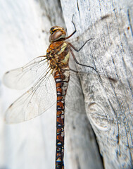 Close  up  of  dragon fly  on white wall