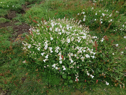 Silene Uniflora otherwise known as sea campion a spring summer wildflower plant with a white pink summertime flower commonly found on coastal cliffs in Britain and Europe, stock photo image