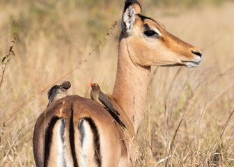 Red-billed oxpecker feeding on an impala
