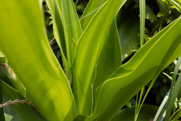 Obraz premium 葉っぱ