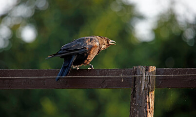 Carrion crow perched on a fence in early morning sunshine