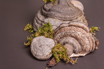 Mushroom tinder fungus or Fomes fomentarius