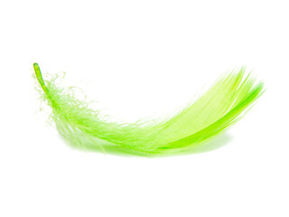 Bright green fluffy elegance feather isolated on the white background