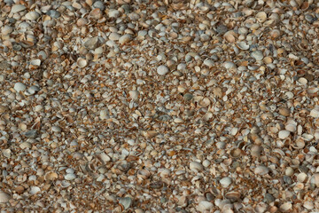 Shells on the beach. Abstract summer background. 