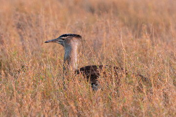 One kori bustard walking and foraging in long grass