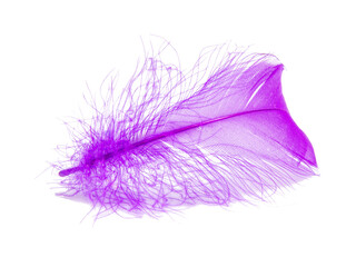Purple violet fluffy elegance feather isolated on the white background