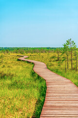 Fototapeta na wymiar A picturesque wooden walking path through a swamp with tall grass in summer.Quiet Nature Trail, beautiful landscape