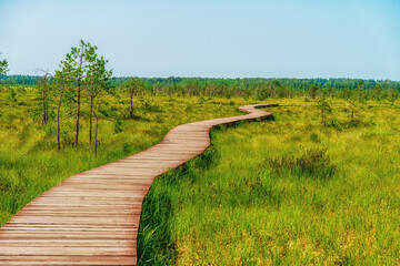 A picturesque wooden walking path through a swamp with tall grass in summer.Quiet Nature Trail,...