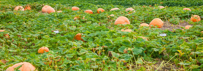 Orange pumpkin in the garden in Japan. Halloween pumpkins on farm.