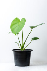 Monstera deliciosa Liebm green leaf in black plastic pot isolated on white. Monstera deliciosa tree popular ornamental house plant air purifying for home minimal design.