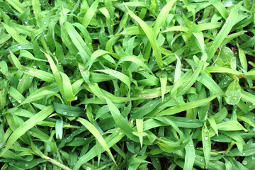 Close-up of green tall grass with raindrops on it.