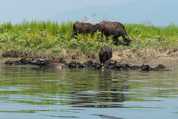 Naklejka na ściany i meble Greece, Lake Kerkini, group of water buffaloes cooling off