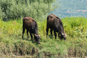 Fototapeta na wymiar Greece, Lake Kerkini, two water buffaloes grazing