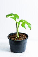 plant in a pot
