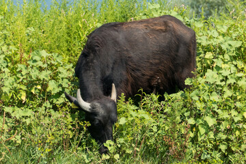 Greece, Lake Kerkini, water buffalo grazing