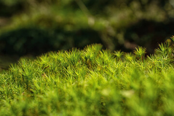 Natural natural background, moss and small grass in the swamp