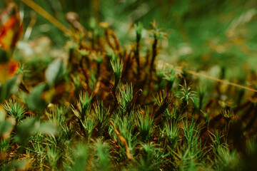 Natural natural background, moss and small grass in the swamp