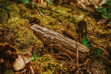 Natural natural background, moss and small grass in the swamp
