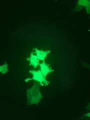 Cell transfection and expression of plasmid DNA encoding green fluorescent protein (GFP) in human cells.	