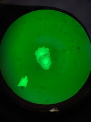 Cell transfection and expression of plasmid DNA encoding green fluorescent protein (GFP) in human...