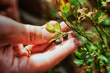 Blueberries on a bush in a wild forest, men's hands pick berries