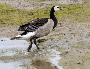Canada goose on the mudflats