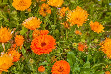 Orange calendula or marigold flower