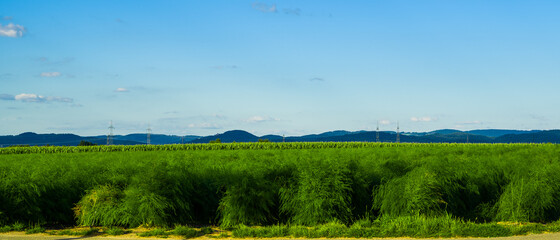 Panorama with asparagus field, hills and blue sky in background