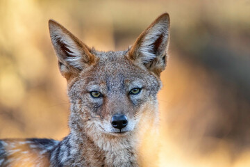 Blacked Back Jackal looking at camera