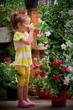Cute little girl smelling mandevilla flower in a greenhouse
 (rocktrumpet)